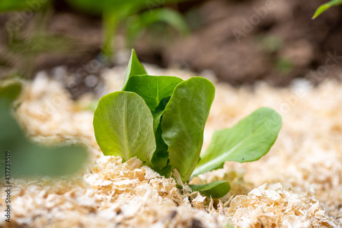 organic lettuce grown in the vegetable garden
