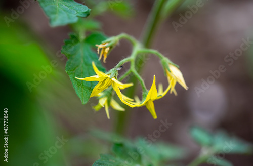 Bright yellow flowers of tomatoes
