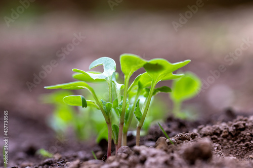 Radish grows in the garden