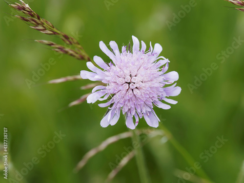Scabieuse colombaire à fleur rayonnante bleu-clair (Scabiosa columbaria)