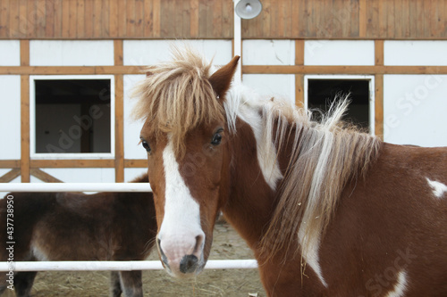 Shetland pony, the Scottish short horse