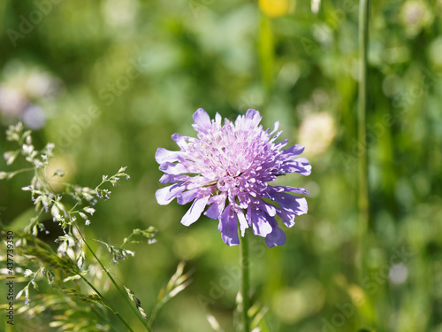 Scabieuse colombaire ou Scabiosa columbaria à corolles bleu violacé à lilas pastel au sommet d'une tige photo