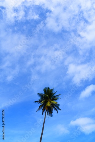 palmier dans le ciel bleu et nuageux de la Guadeloupe © Manon