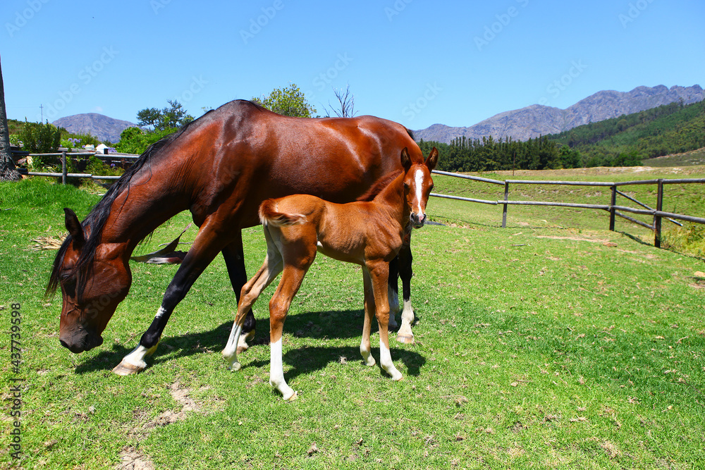 An Arabian mare and her young foal