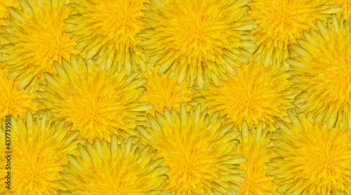 Yellow flowers .Wallpaper.