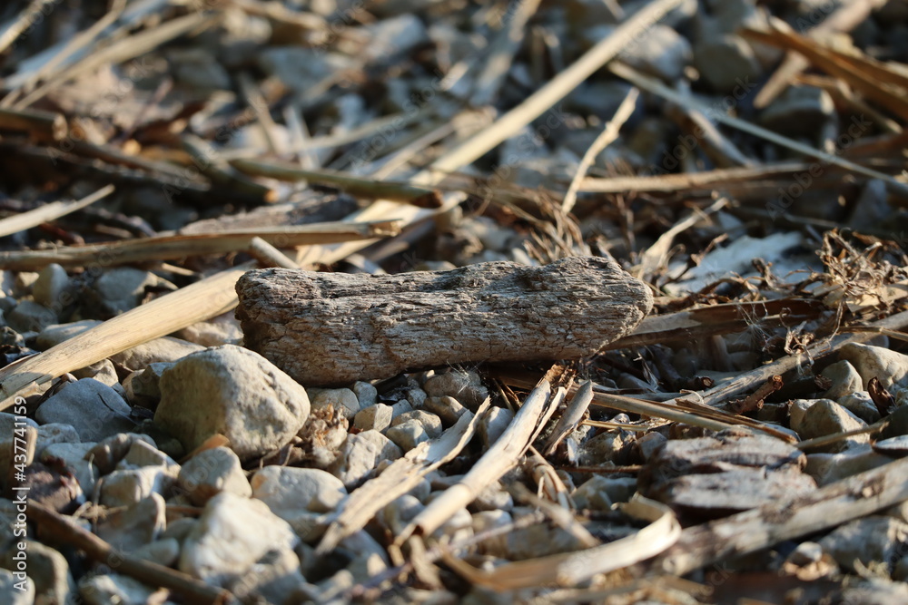 Driftwood at the lakeside with small stones and gravel illuminated by the evening sun.
