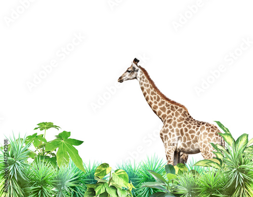 Exotical border with giraffe  plants of jungle and copy space for text
