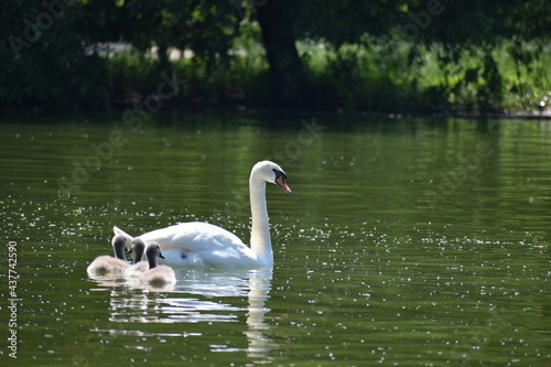 swans on the lake