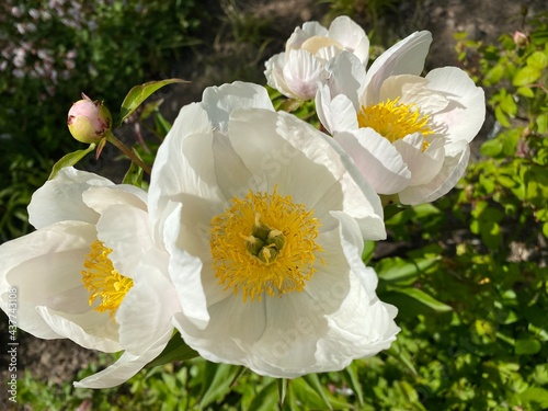 Chinese herbaceous peony 'White Wings' (Paeonia lactiflora f. pilosella Nakai), Common garden peony, Milchweisse Pfingstrose, Chinesische Pfingstrose oder Edel-Pfingstrose photo