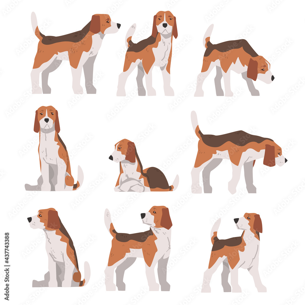 Small Beagle Dog Pet Animal in Different Poses Set, Hunting Dog with Brown White Coat and Long Ears Beagle Cartoon Vector Illustration