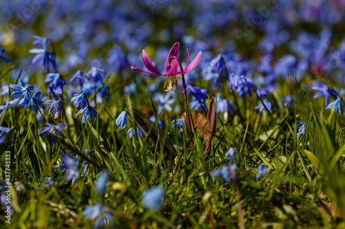 Beautiful spring flowers Erythronium dens-canis in garden. Spring floral background.