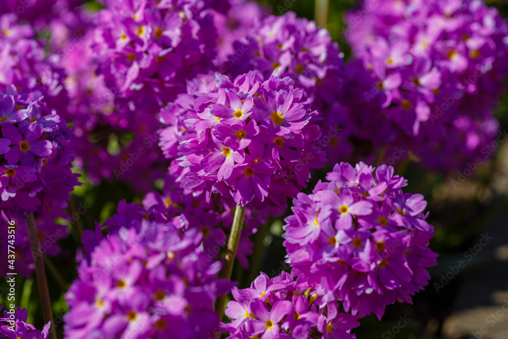 Primula denticulata (Drumstick Primula). Garden flower purple nature natural background bloom primrose