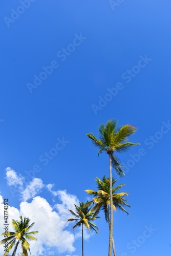 palmiers surplombant le ciel
