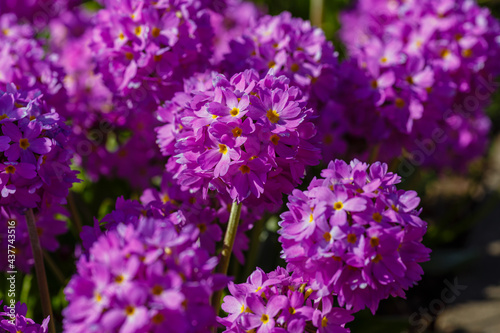 Primula denticulata (Drumstick Primula). Garden flower purple nature natural background bloom primrose