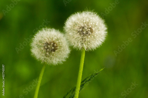 white dandelions on a background of green nature
