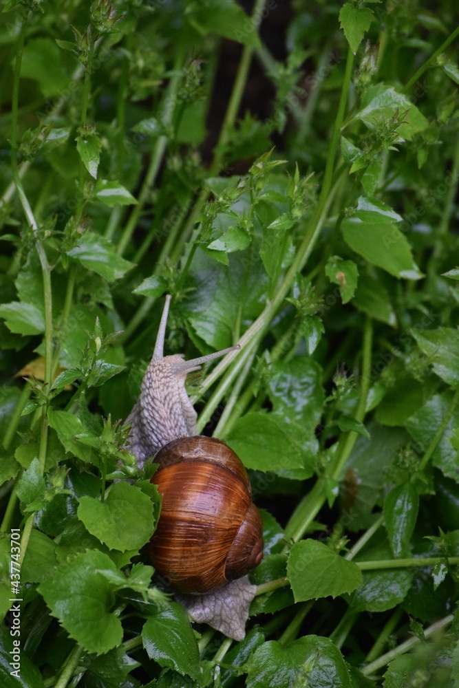 Route search of the Roman snail Route search of the Roman snail