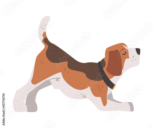 Cute Playing Beagle Dog Pet Animal, Small Dog with Brown White Coat and Long Ears Beagle Cartoon Vector Illustration