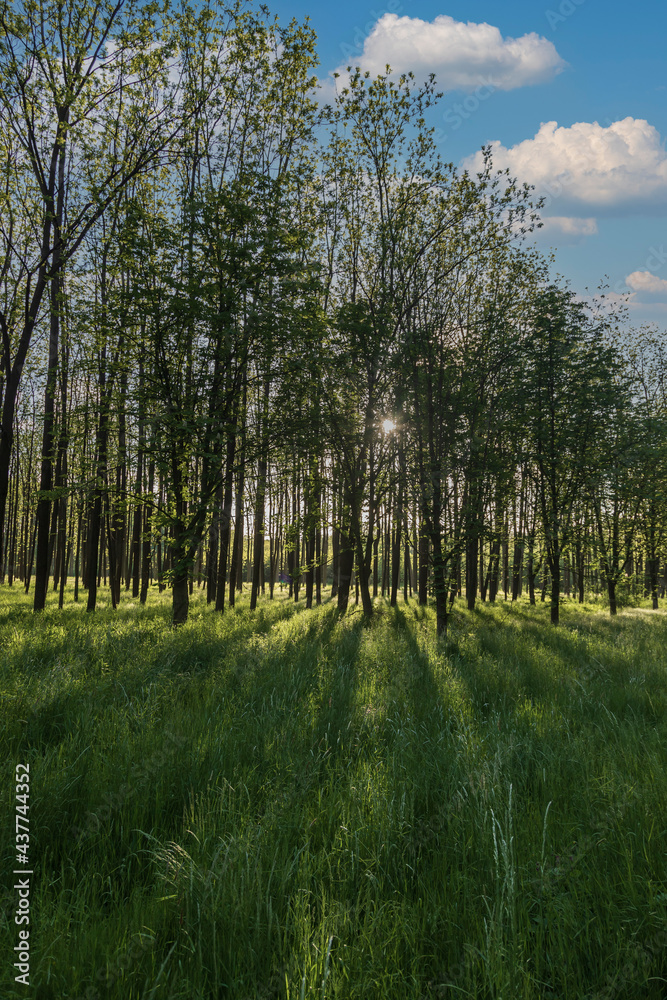 Forest with tall trees. There is green grass among the trees. The sun shines through the trees and shadows are visible. The sky is blue. Forest with tall trees. There is green grass among the trees. The sun shines through the trees and shadows are visible. The sky is blue.