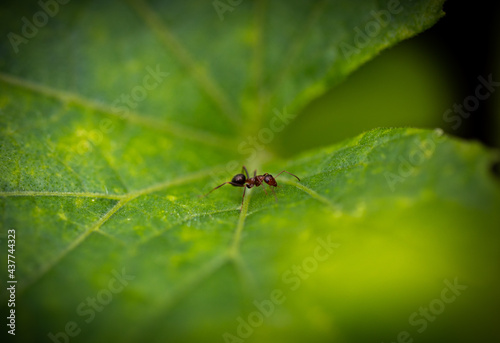 Close up of an ant crawling on a leaf