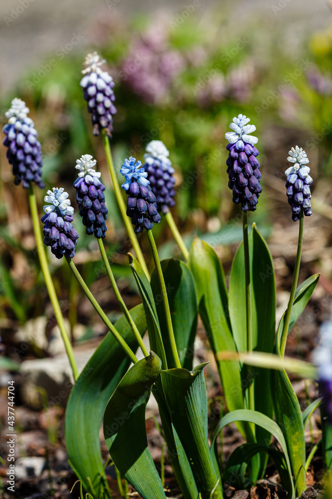 Fototapeta premium Muscari latifolium Kirk in spring garden