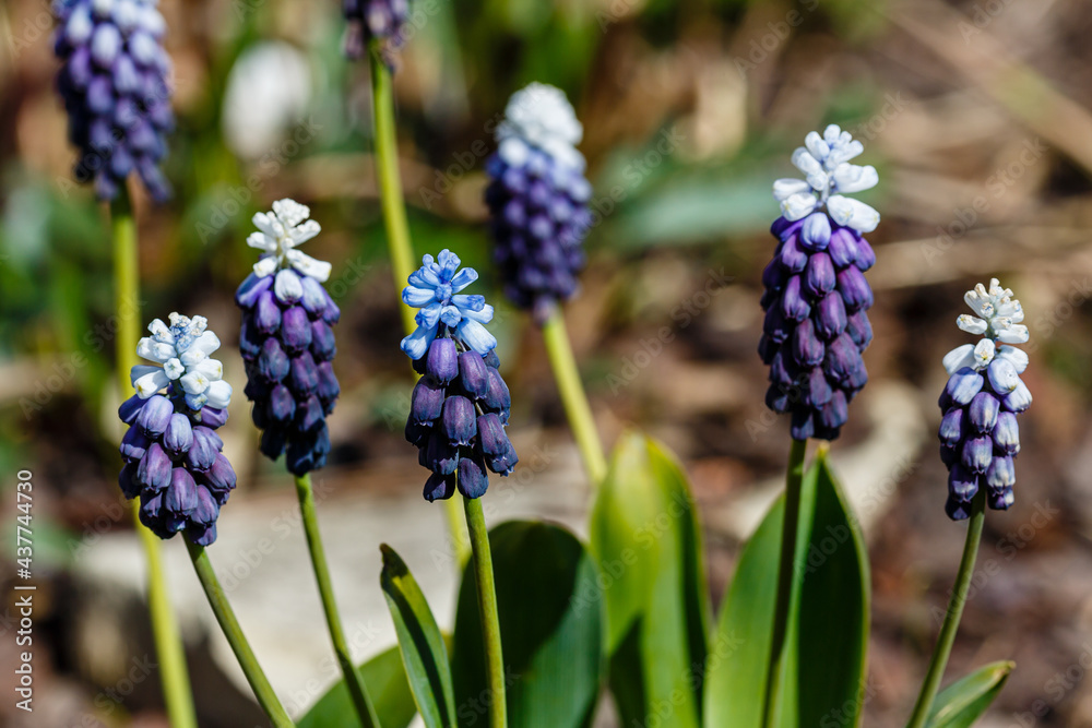 Blue and purple Muscari flowers close up. A group of Grape hyacinth (Muscari armeniacum) blooming in the spring garden. Blue and purple Muscari flowers close up. A group of Grape hyacinth (Muscari armeniacum) blooming in the spring garden.