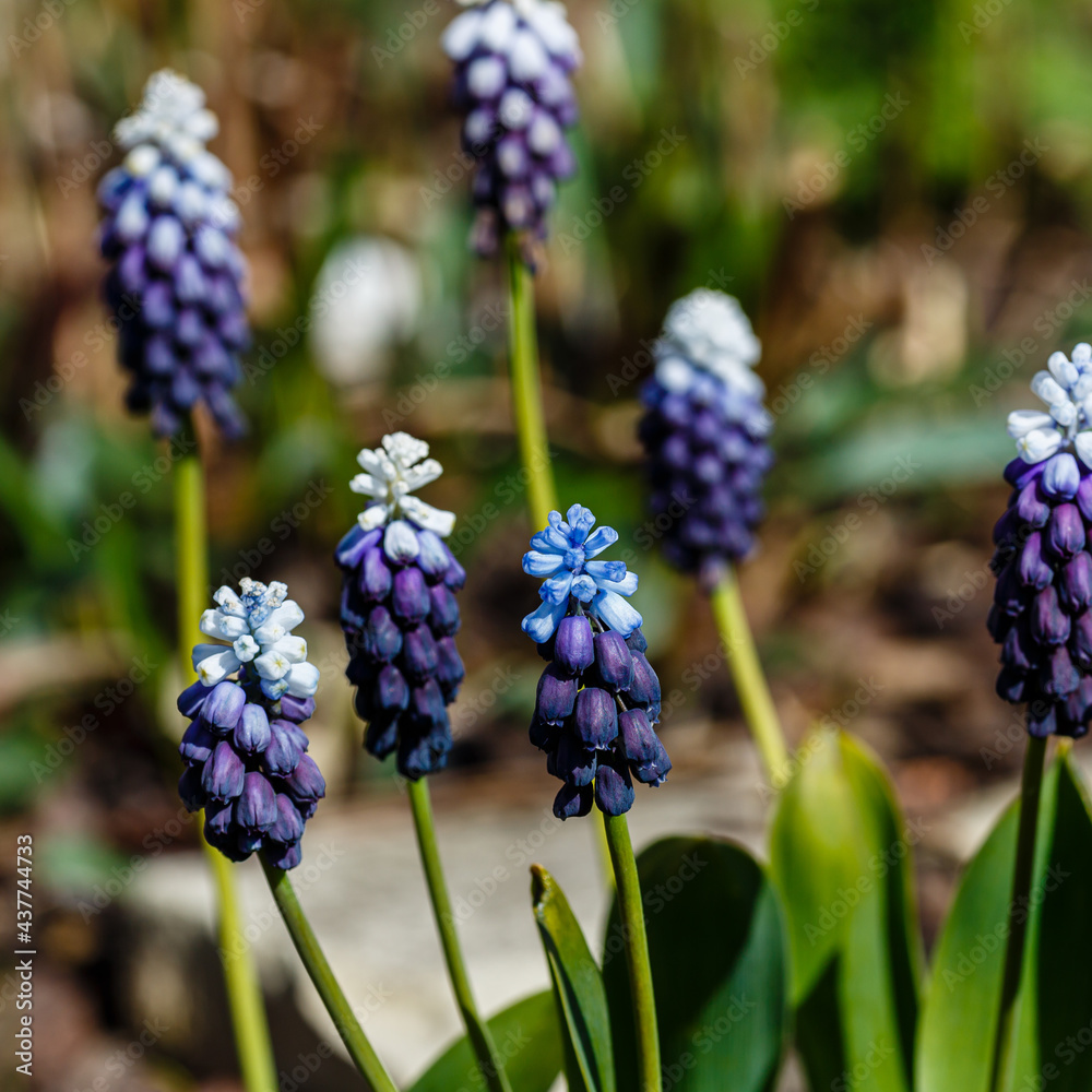 Blue and purple Muscari flowers close up. A group of Grape hyacinth (Muscari armeniacum) blooming in the spring garden. Blue and purple Muscari flowers close up. A group of Grape hyacinth (Muscari armeniacum) blooming in the spring garden.