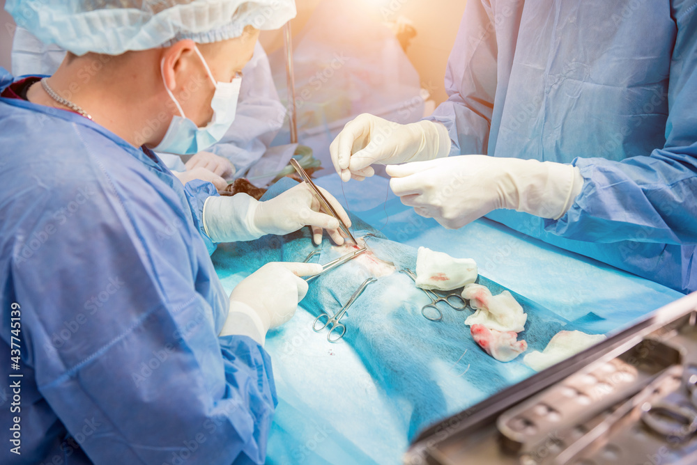 Veterinarian surgeons in operating room doing cat neutering Veterinarian surgeons in operating room doing cat neutering