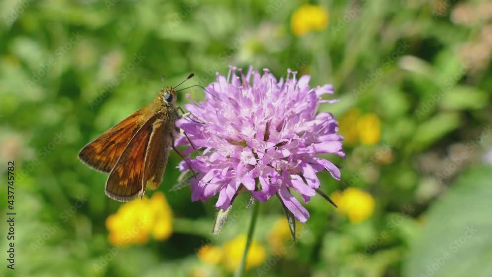 Brown butterfly on a flower with natural purple background, UHD 4K Brown butterfly on a flower with natural purple background, UHD 4K