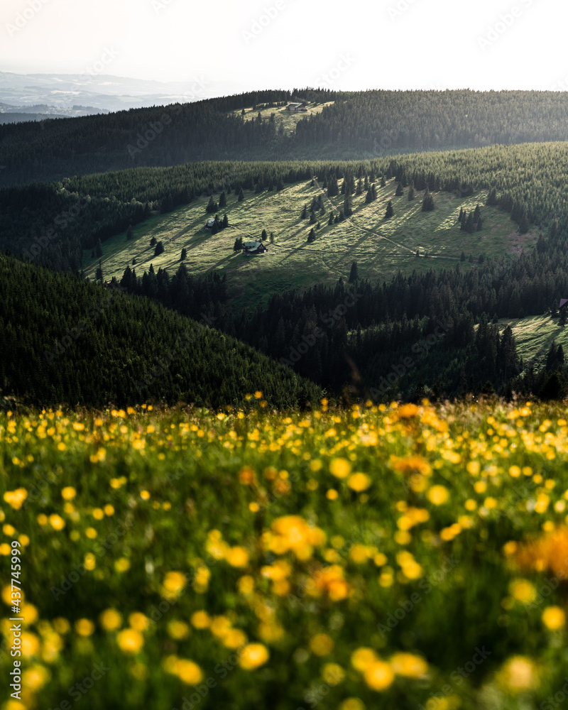 Sunny hill with huts and forest viewed over grassy meadow with yellow flowers, Krkonose (Giant Mountains), Czechia