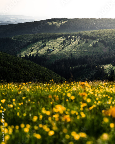 Sunny hill with huts and forest viewed over grassy meadow with yellow flowers, Krkonose (Giant Mountains), Czechia