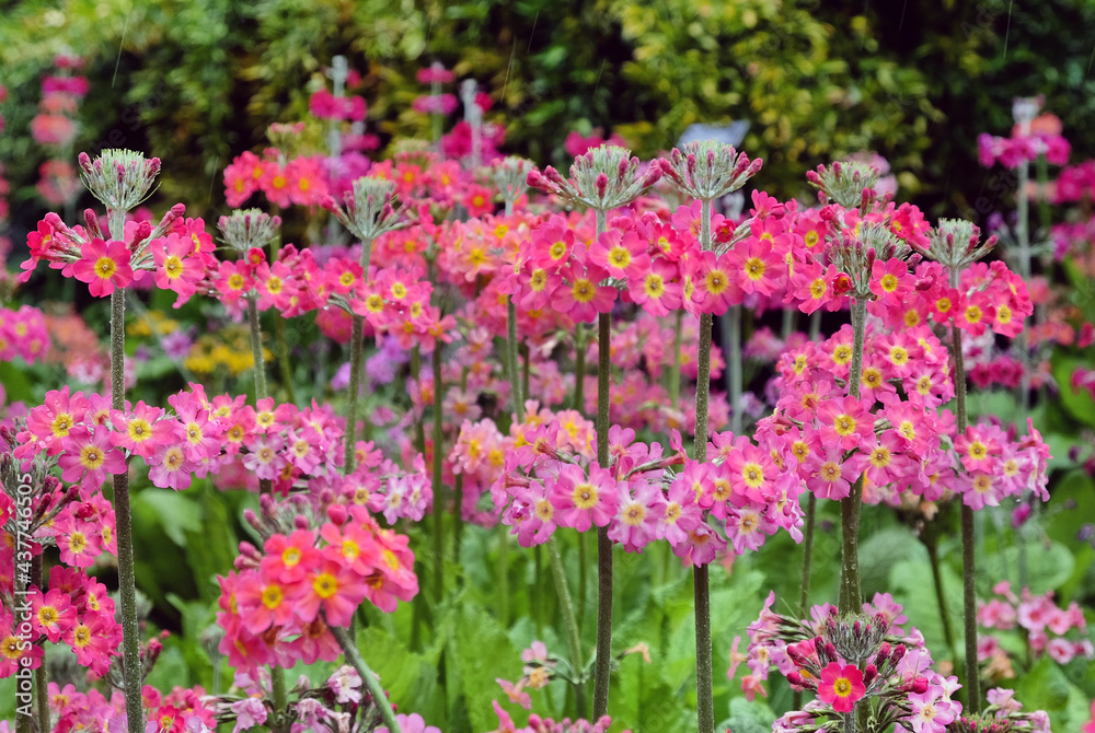 Colourful Primrose 'Candelabra' hybrids in flower