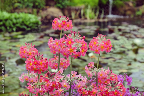 Colourful Primrose  Candelabra  hybrids in flower