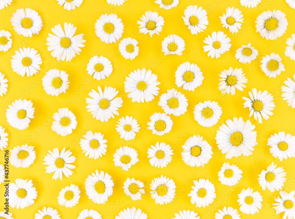 Pattern from chamomile flowers on yellow background.