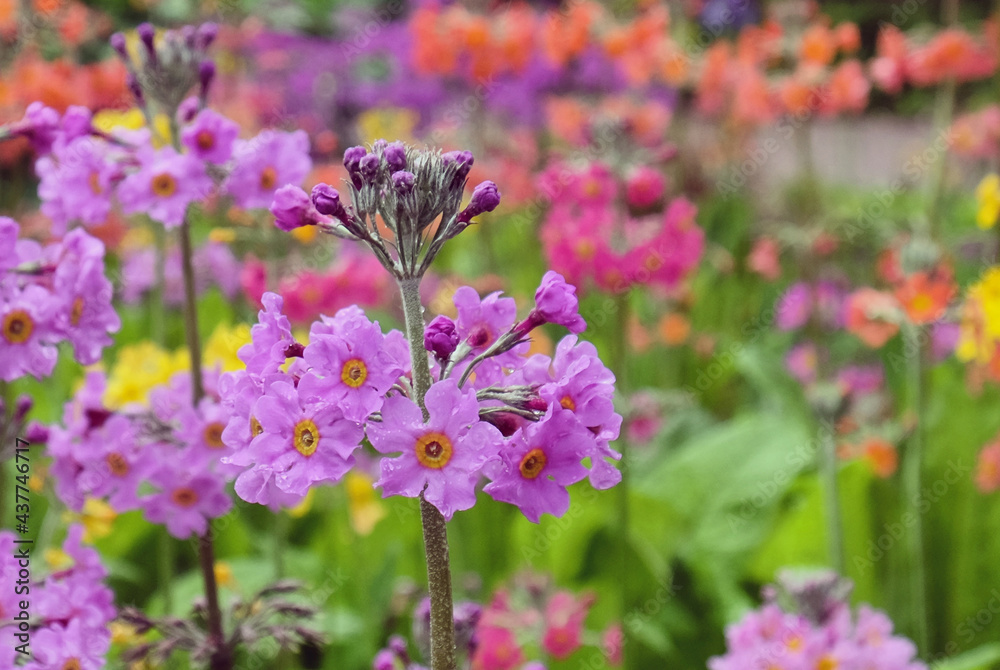 Colourful Primrose 'Candelabra' hybrids in flower Colourful Primrose 'Candelabra' hybrids in flower