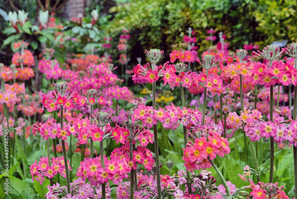 Colourful Primrose 'Candelabra' hybrids in flower
