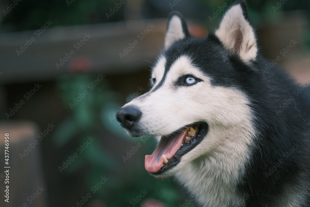 Siberian husky with epic deep eyes, Black and white Husky dog close up photo Siberian husky with epic deep eyes, Black and white Husky dog close up photo
