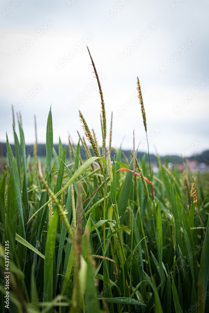 Obraz premium close up of black grass. High quality photo