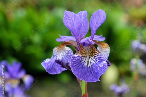 Iris 'Heavenly Blue' in flower photo