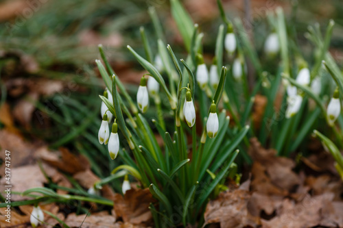 Flowers of snowdrop spring garden.   ommon snowdrop  Galanthus nivalis  flowers in natural green background
