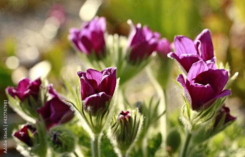 Obraz premium Purple ornamental flowers on a bright sunny day
