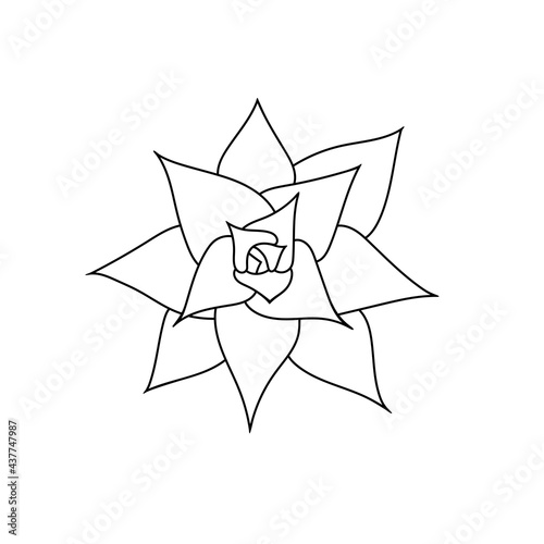 Succulent echeveria madiba. Hand drawn plant in doodle style. Graphic sketch home flower. Vector illustration, isolated black element on a white background.