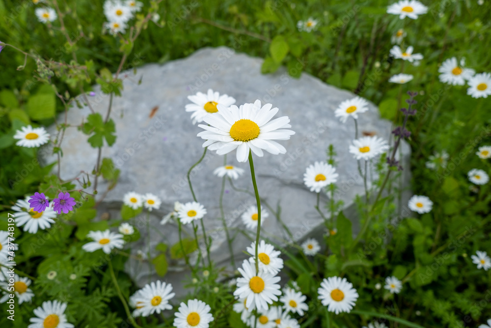 Fototapeta premium Margeriten mit Stein im Hintergrund.