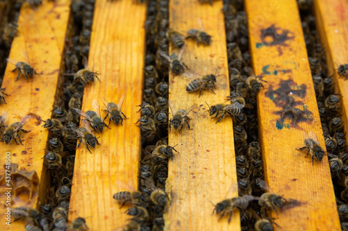 Small colony of bees on bee frames