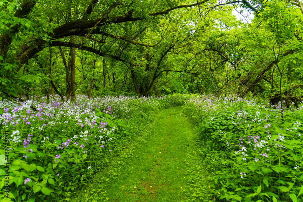 flowering purple and white wild phlox along edge of woodland path in spring
flowering purple and white wild phlox along edge of woodland path in spring