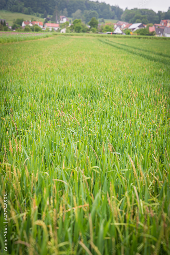 Obraz premium close up of wheat including black grass. High quality photo