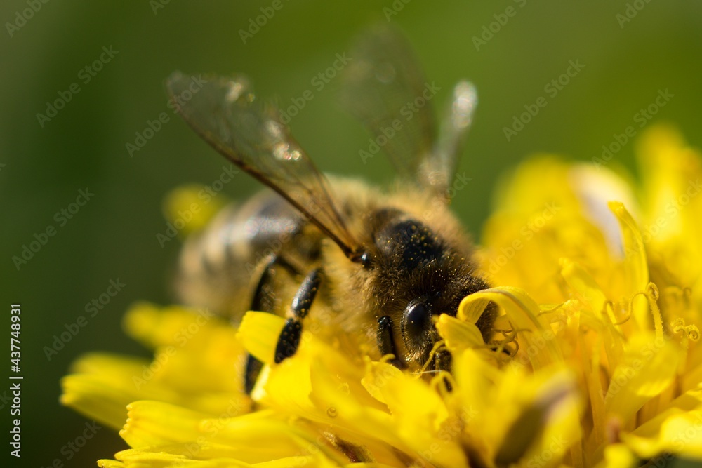 bee on yellow flower bee on yellow flower