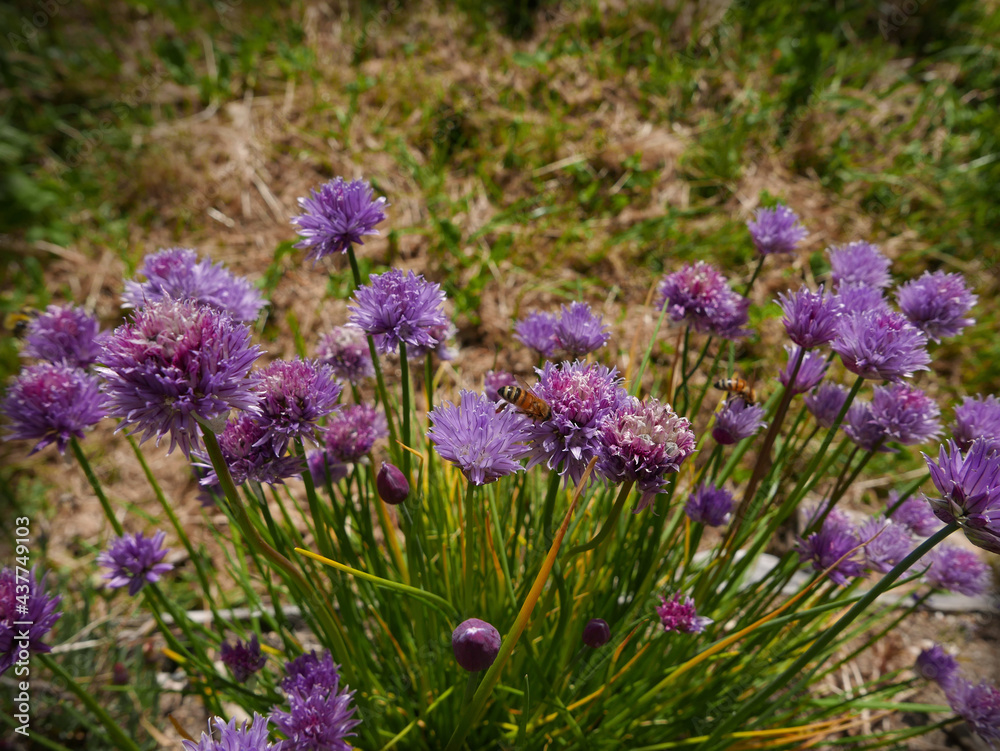 Fototapeta premium cespuglio di bei fiori violetti in campagna