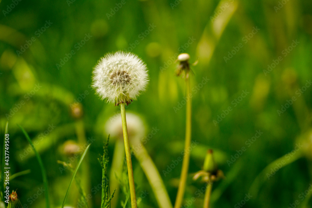 white dandelion on a background of green nature white dandelion on a background of green nature