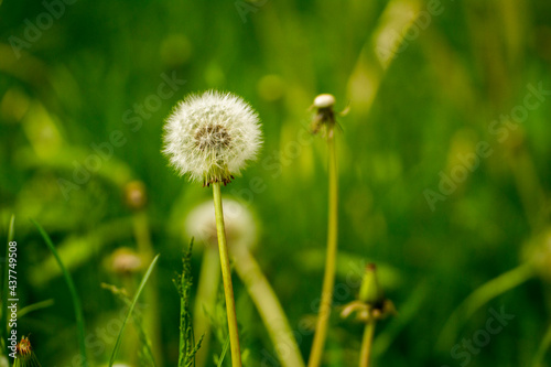 white dandelion on a background of green nature