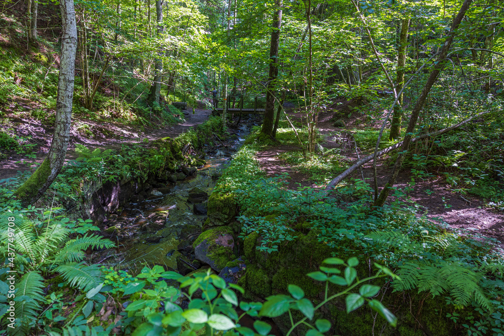 Beautiful summer nature landscape view. Small stream in green forest. Sweden.